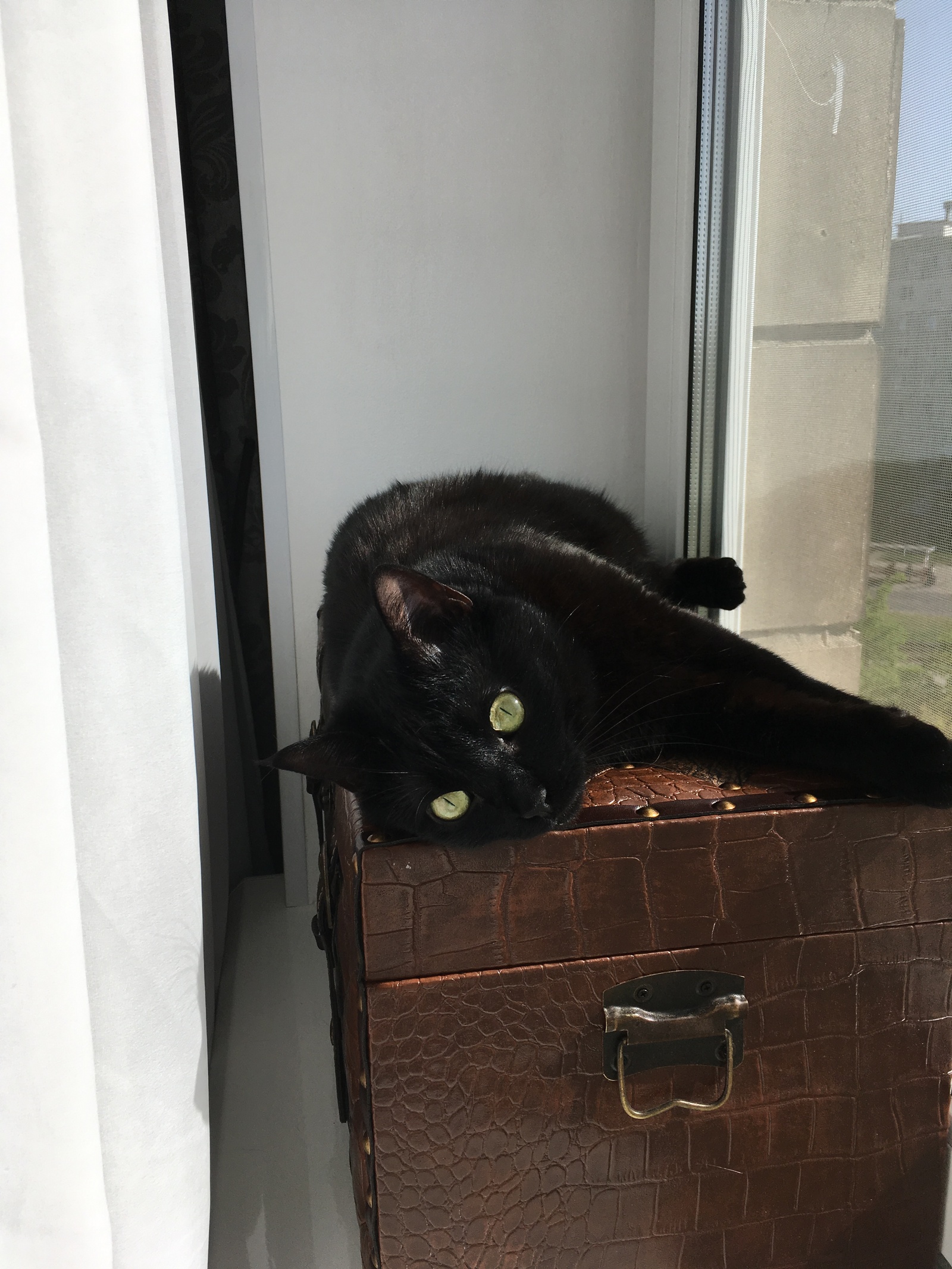 From the life of a black cat at home - My, cat, Pets, , Longpost