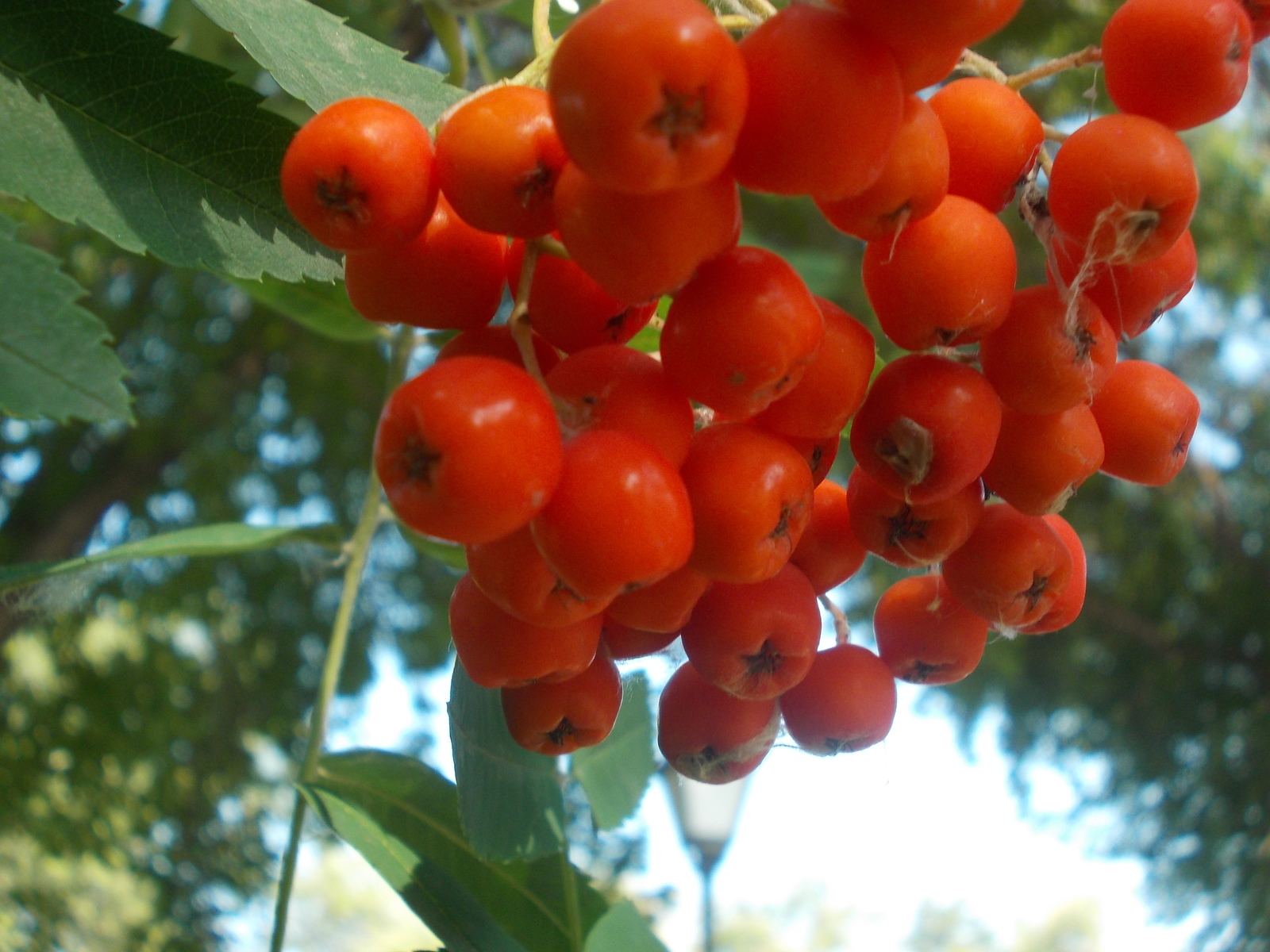 Rowan and not only... The first day of September. - My, First day, Autumn, Yekaterinburg, Longpost