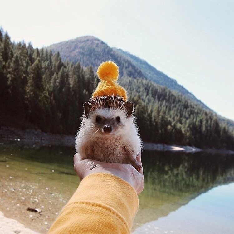 Even the hedgehog was at sea this year - African pygmy hedgehog, Hedgehog, Vacation, Longpost, Sea