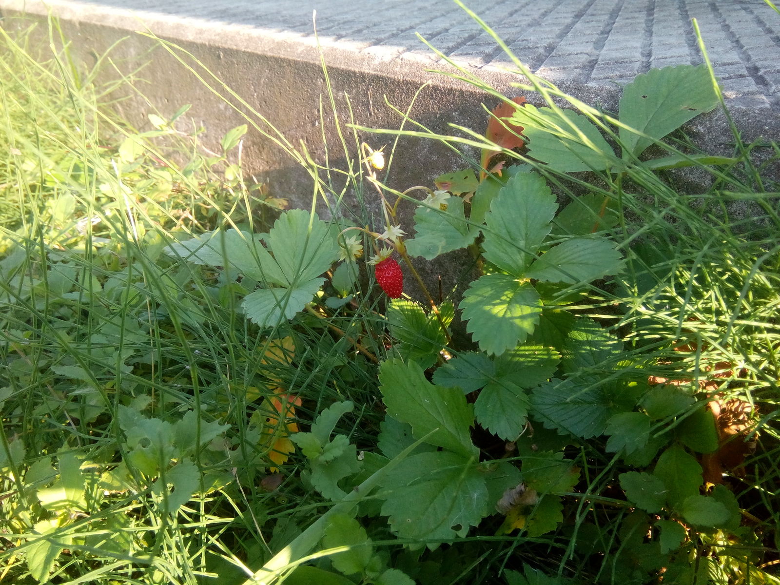 Nature pleases) - My, Strawberry, Autumn, North