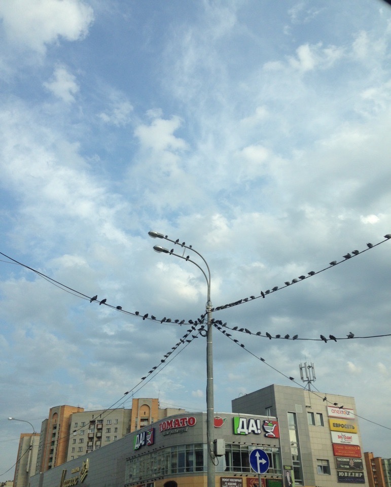 Pigeon garland. - Pigeon, Obninsk, Garland