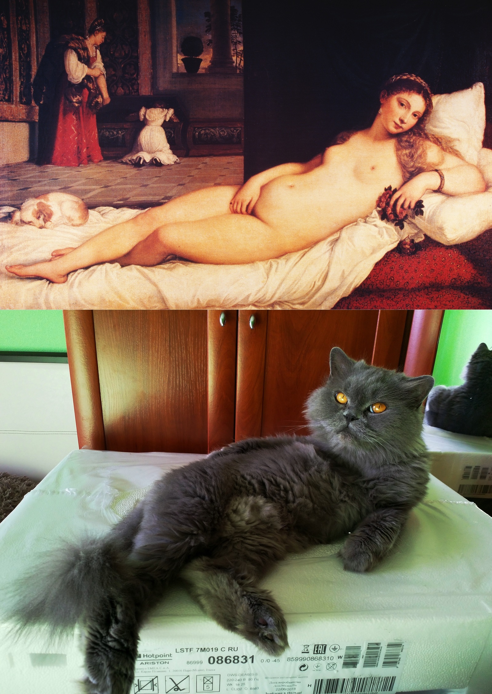 Maisol, show me the Venus of Urbino - My, cat, , Strawberry, Posturing