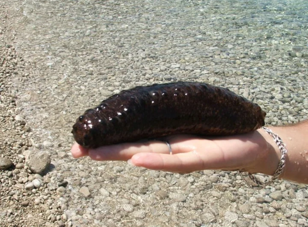 Sea cucumber: So what is it really? - Interesting, Animals, Water, Facts, Story, Informative, Useful, Nature, Longpost