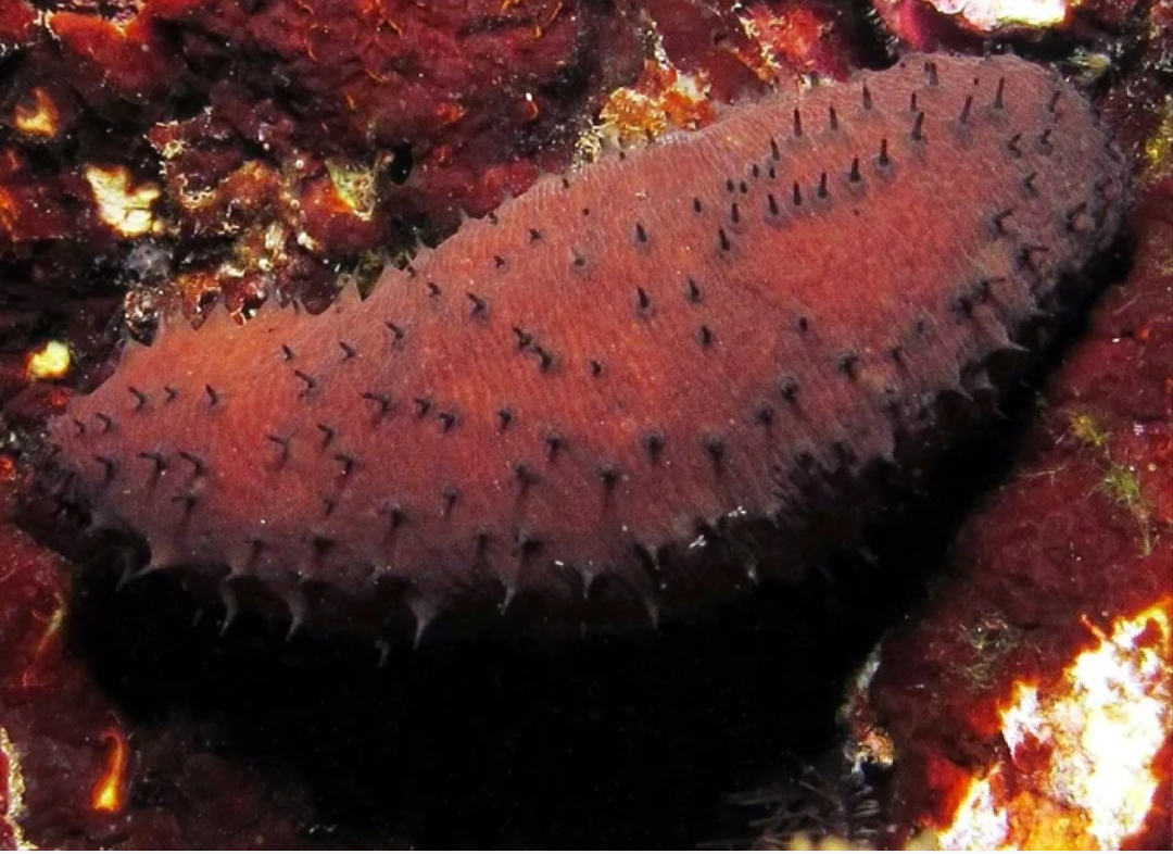 Sea cucumber: So what is it really? - Interesting, Animals, Water, Facts, Story, Informative, Useful, Nature, Longpost