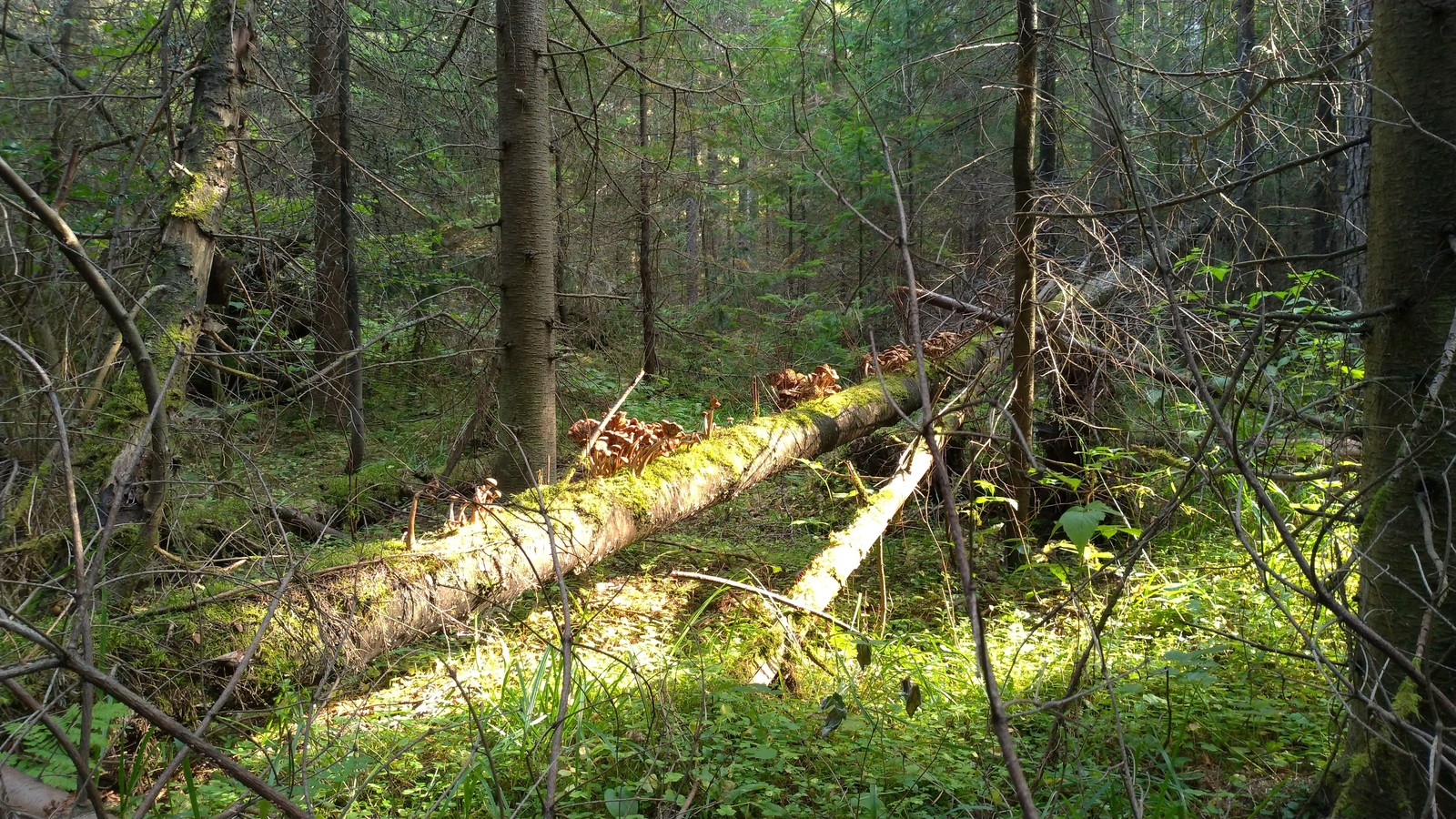 Happy hunting. - My, Honey mushrooms, Sverdlovsk region, Longpost