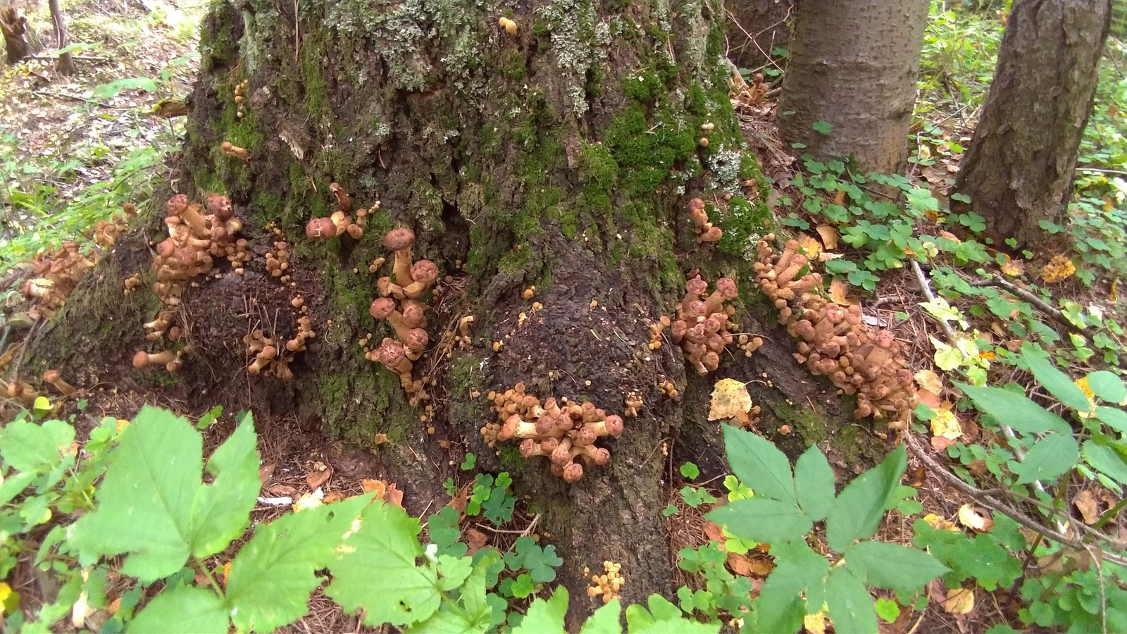 Happy hunting. - My, Honey mushrooms, Sverdlovsk region, Longpost