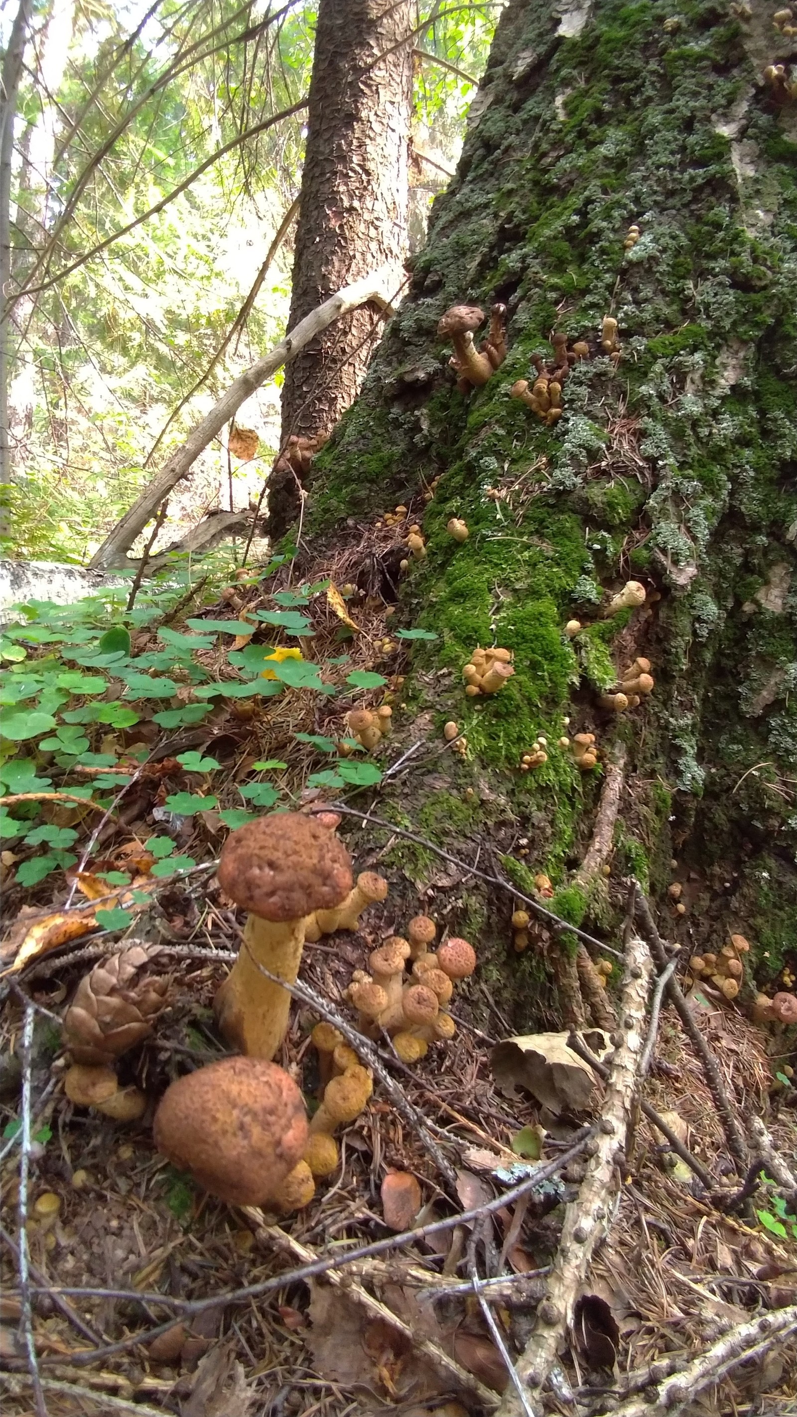 Happy hunting. - My, Honey mushrooms, Sverdlovsk region, Longpost