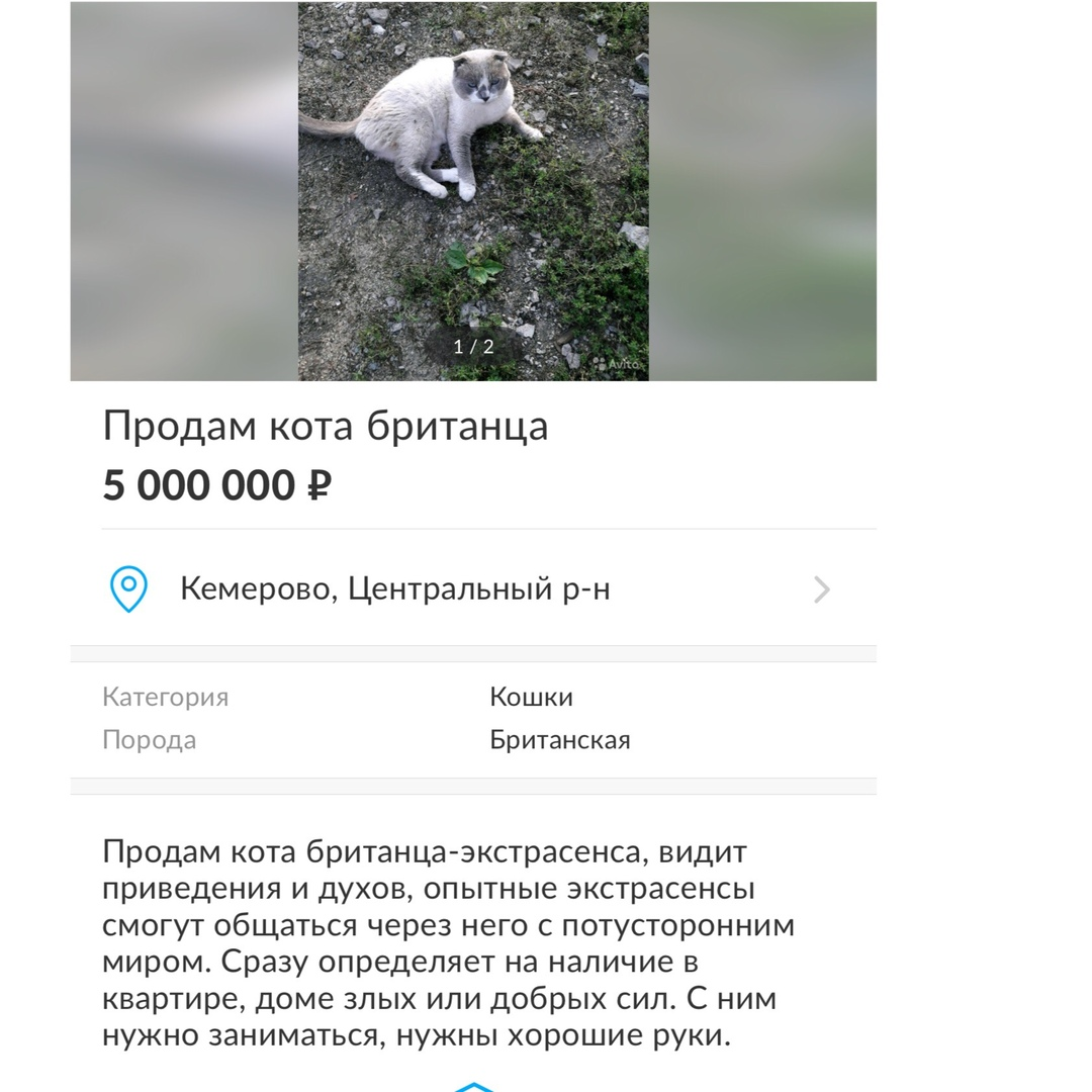 Продам кота. Фэнтези продам кота. Объявление на авито кот экстрасенс. Продам кота ясновидешеи. Продам кота семёна.