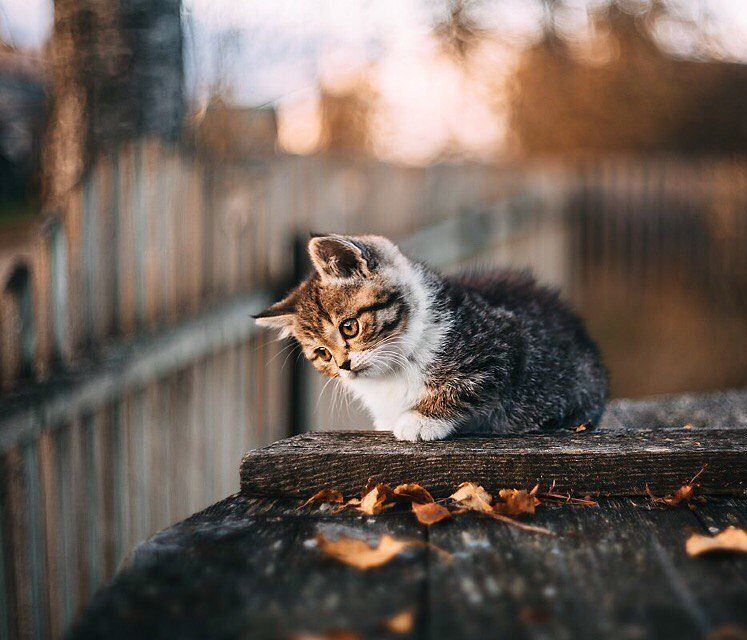 Kitten and autumn - cat, Autumn, Longpost