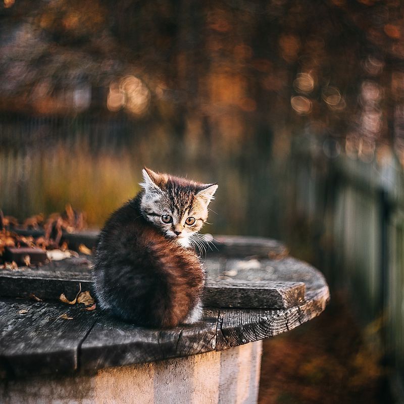 Kitten and autumn - cat, Autumn, Longpost