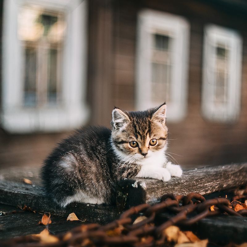 Kitten and autumn - cat, Autumn, Longpost