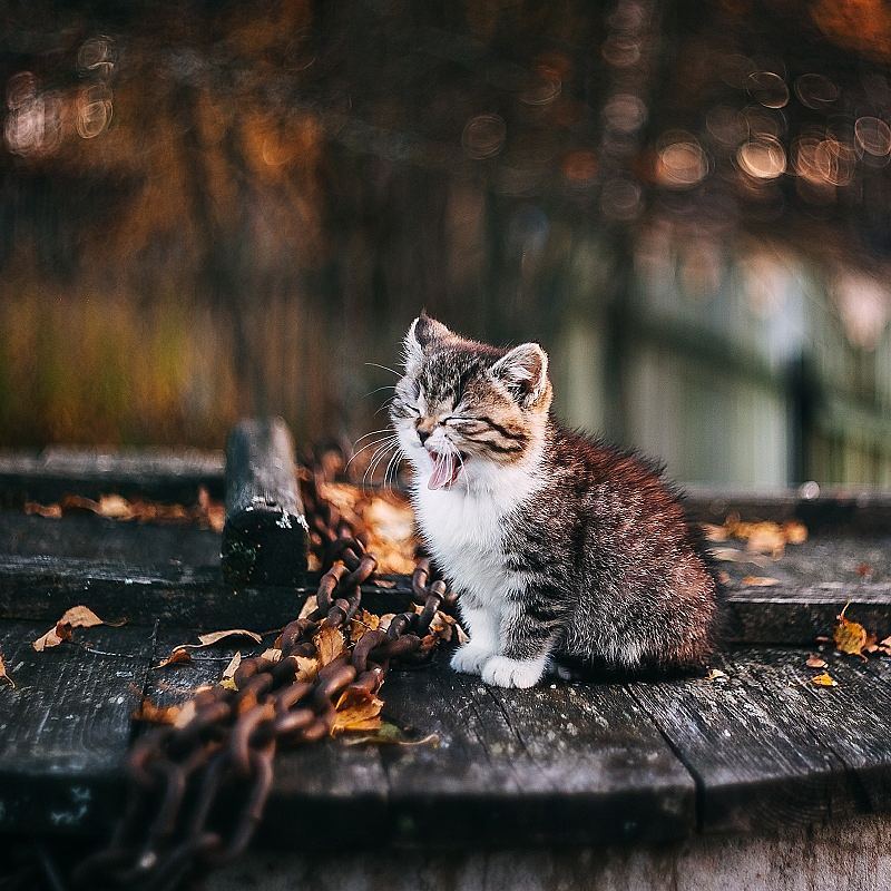 Котенок и осень - Кот, Осень, Длиннопост