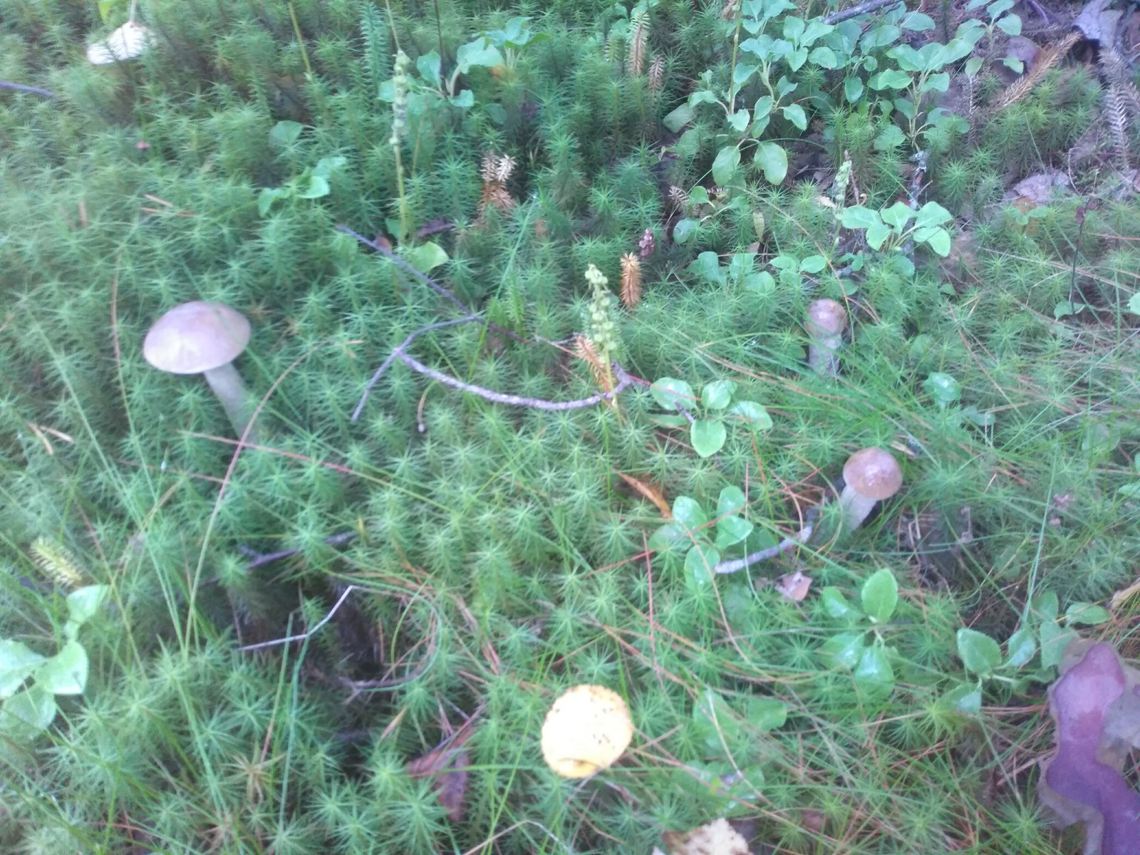 Quiet hunting. - My, Mushrooms, Walk in the woods, Longpost