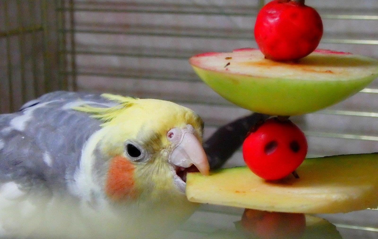Попугай ест фрукты. Попугай и яблоко. Фрукты для кореллы. Яблоко попугаю. Корелла банан.
