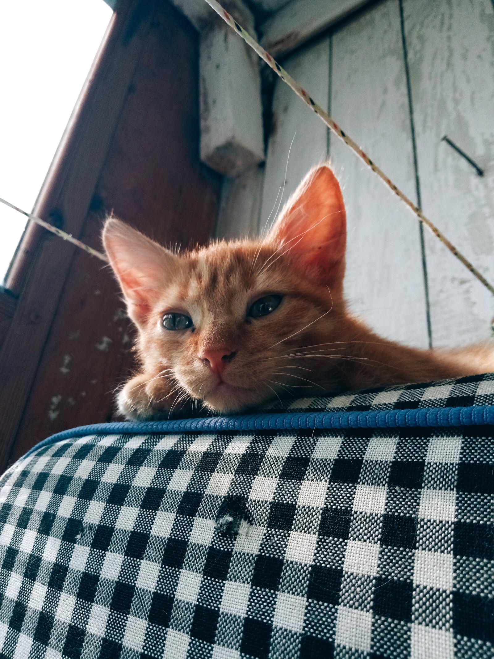 Shameless redhead - My, cat, Redheads, Longpost