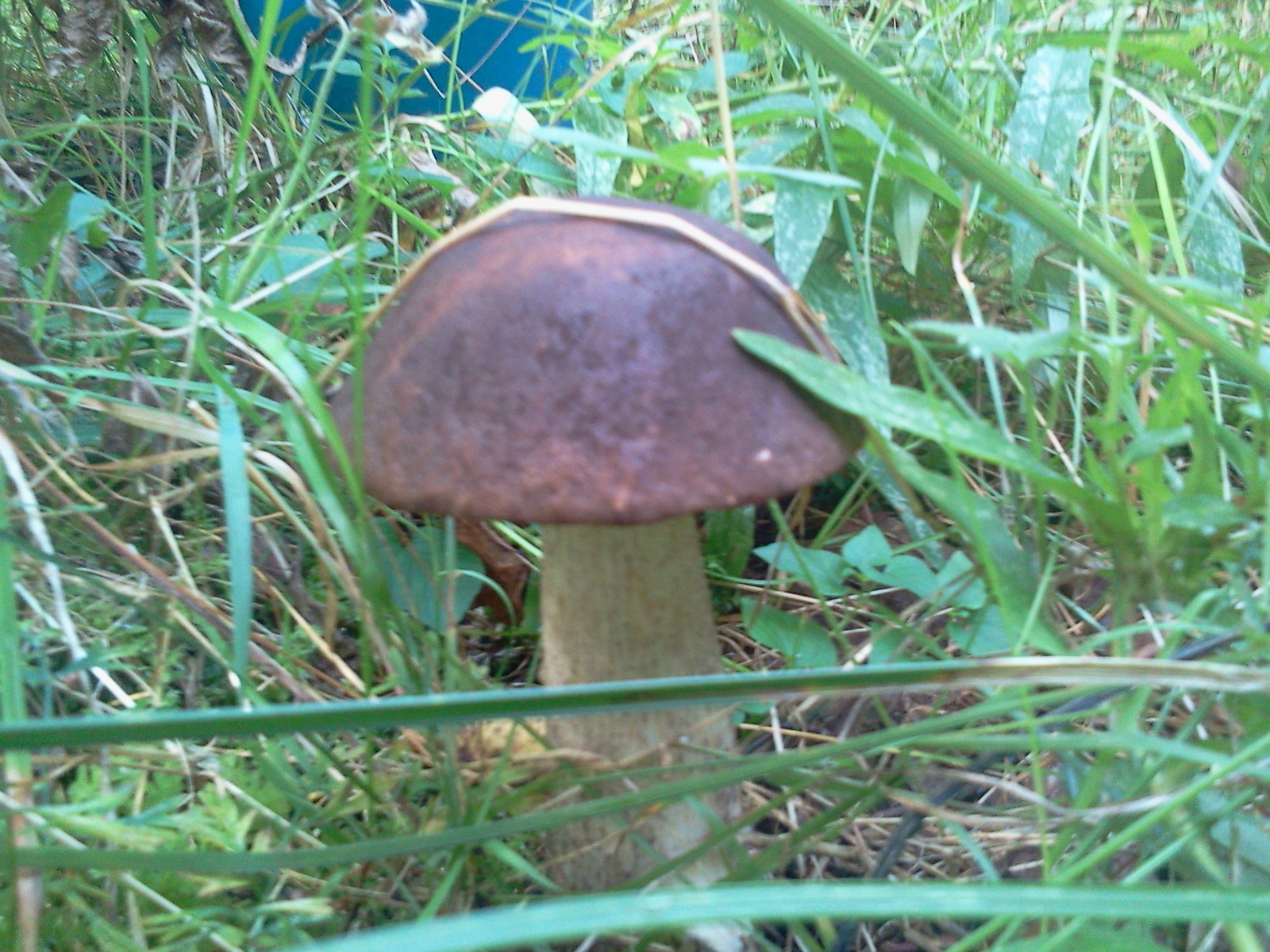 First autumn. - My, Mushrooms, Republic of Belarus, Longpost, Silent hunt