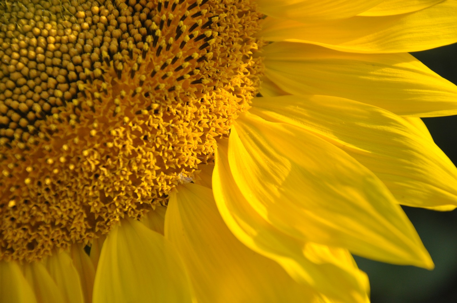 Sunflower - My, Flowers, Sunflower, The photo, Beginning photographer