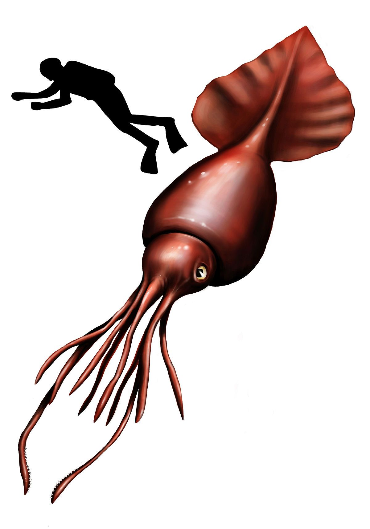 Colossal squid: Cthulhu - exists! - My, Squid, Ocean, Deep sea, Animals, Wild animals, Animal book, Humor, Longpost