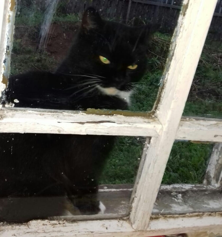 Well, open the door quickly, you motherfucking bastard! You thought of joking with me? - My, cat, Evil