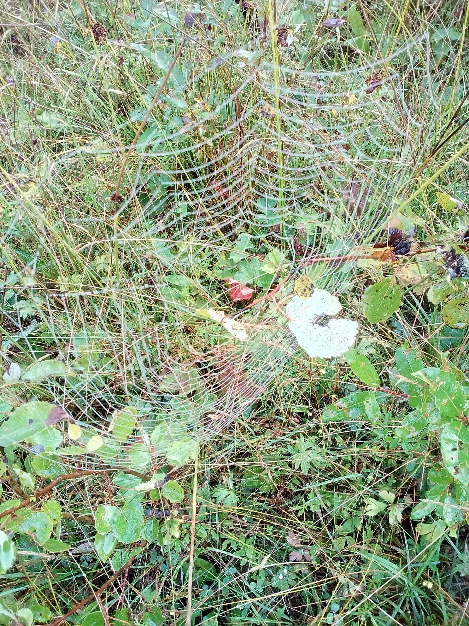 Excellent day - My, Forest, Mushrooms, Toadstool, Autumn, Longpost