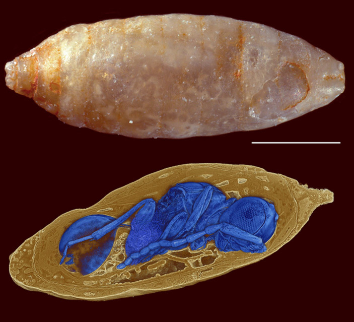 Древних паразитоидных ос впервые нашли в телах их жертв - Палеонтология, Насекомые, Оса, Паразиты, Копипаста, Elementy ru, Гифка, Длиннопост