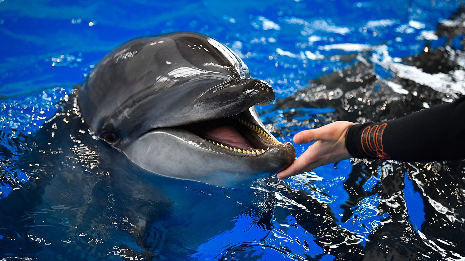 Now the dolphin is your husband - My, Oceanarium, Dolphin, Belukha, Stingray, Underwater world, Primorsky Krai, Дальний Восток, Longpost