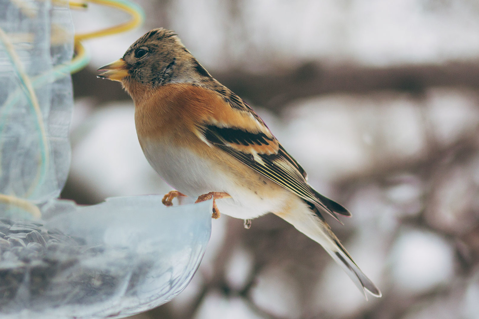 my tits - My, Feeding, Longpost, Tit, Trough