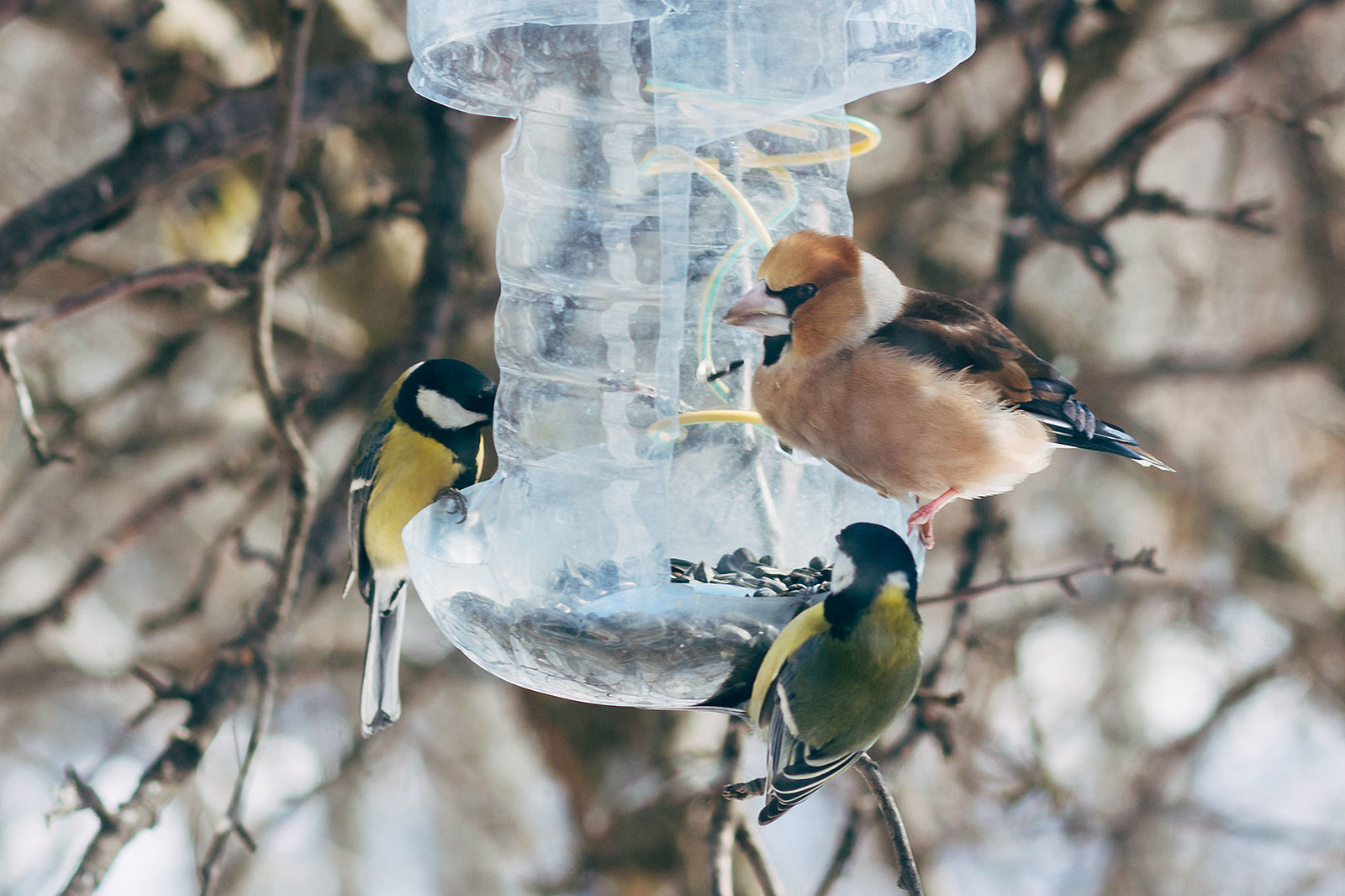 my tits - My, Feeding, Longpost, Tit, Trough