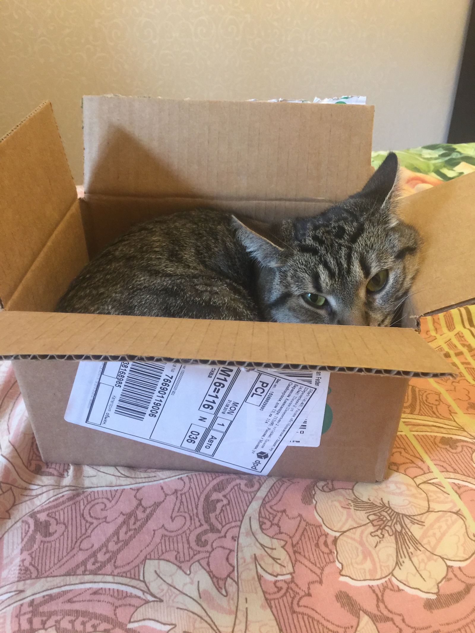 Cat in a box - My, Murkosh shelter, , cat