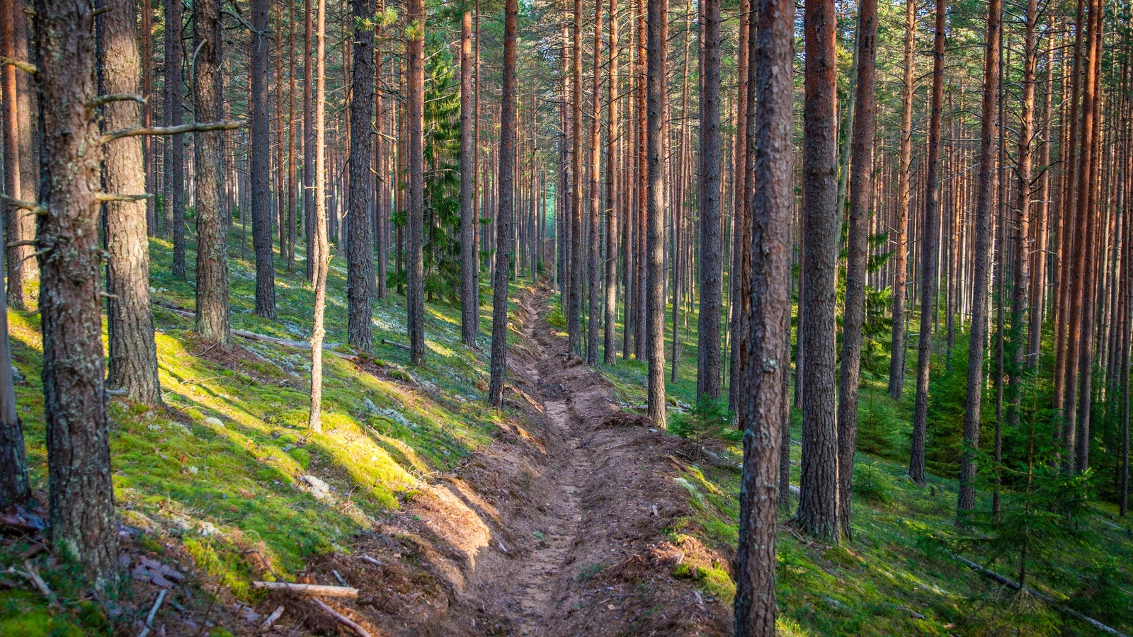 Fire ditch in a pine forest - My, Forest, Pine, Moss, Semiozerye, Canon 24-70