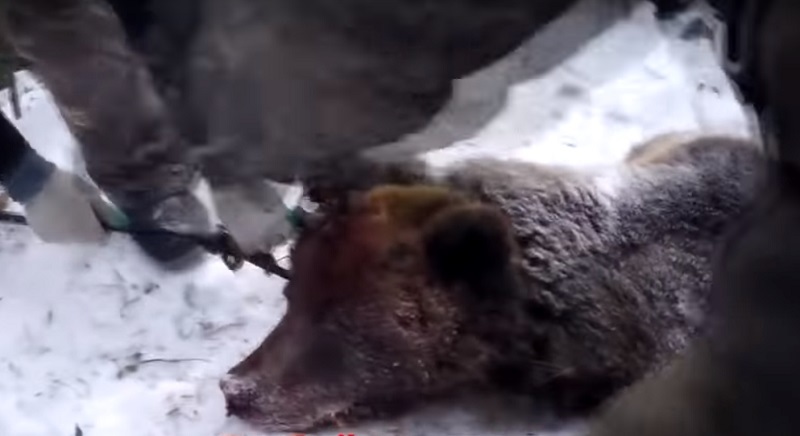 The governor of the Irkutsk region killed a bear sleeping in a den - Hunting, The Bears, The governor