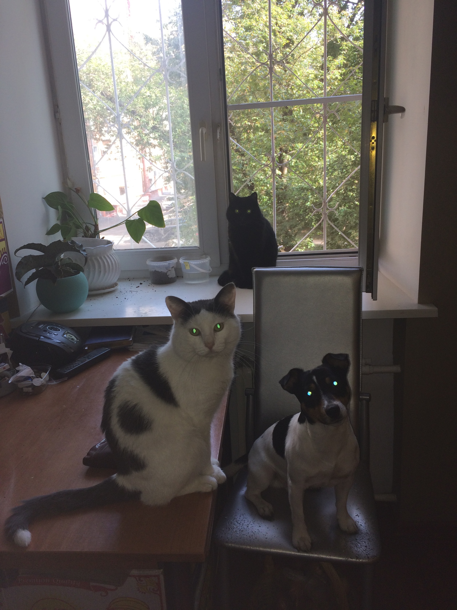 What do we have for lunch? Or who? - My, cat, Dog, Dinner