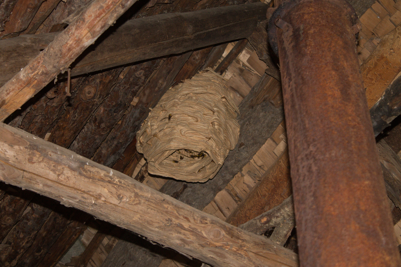 Without the right to inhale / exhale - My, Nest, Hive, Hornet, Attic, The photo, Village