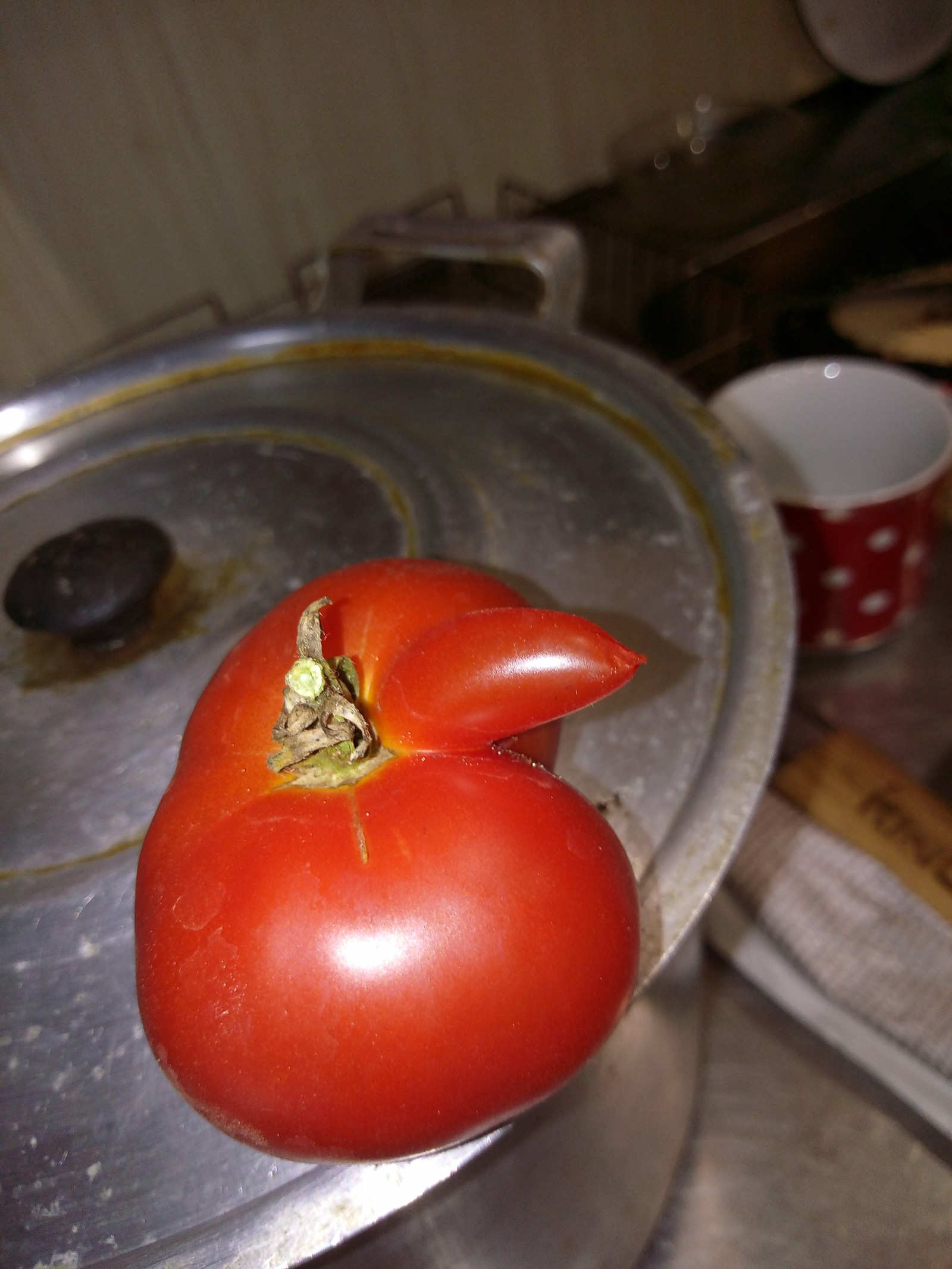 Tomato with dropper - My, Tomatoes, Merry harvest, Dacha, Red, Vegetables, Garden, Longpost