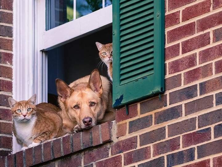 Waiting for the hostess from the market - Animals, Images, Cats and dogs together