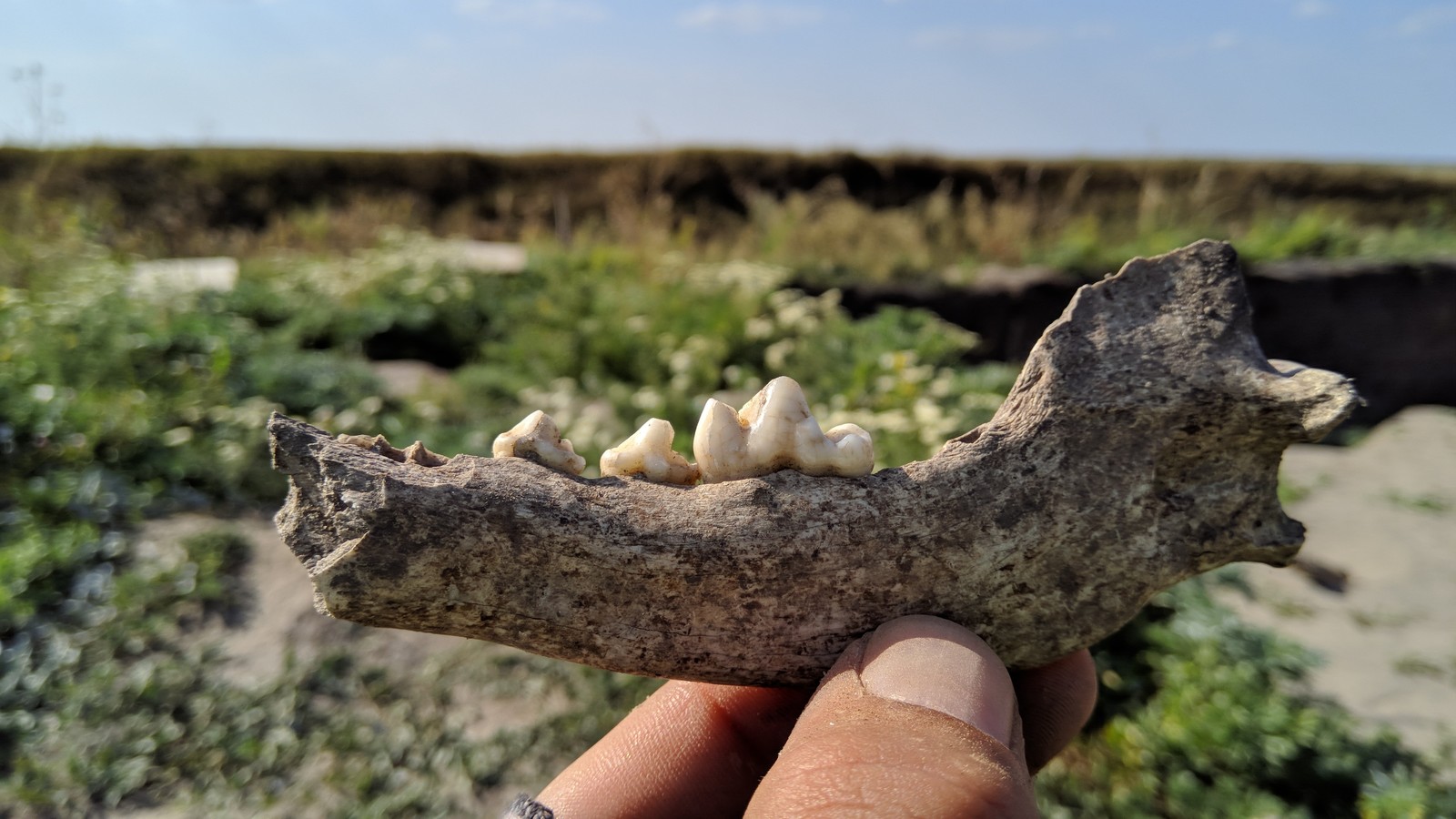 Excavations in the settlement Old Ryazan - My, Archaeologists, Excavations, Remains, Bones, Gorodishche Staraya Ryazan, No rating, Longpost