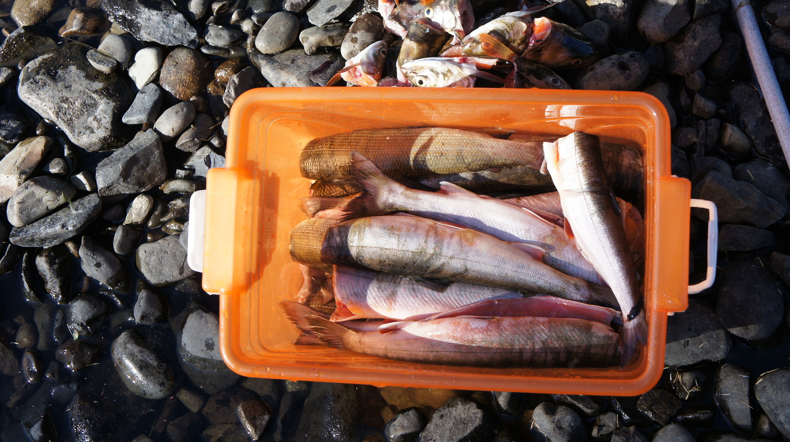 Fishing in Oymyakonya - My, Fishing, Oymyakon, Lake, Loach, Grayling, Track, Preserve, Longpost, Reserves and sanctuaries