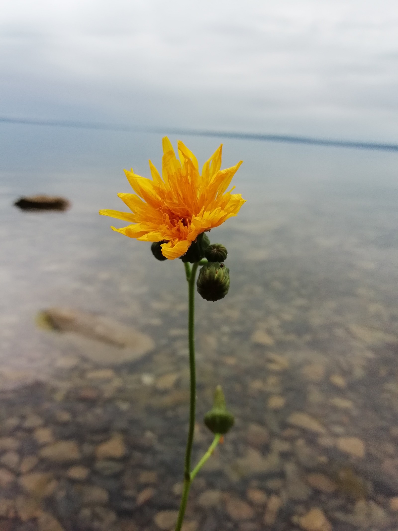 Flower - My, Beginning photographer, Question, beauty of nature, Flowers, Longpost