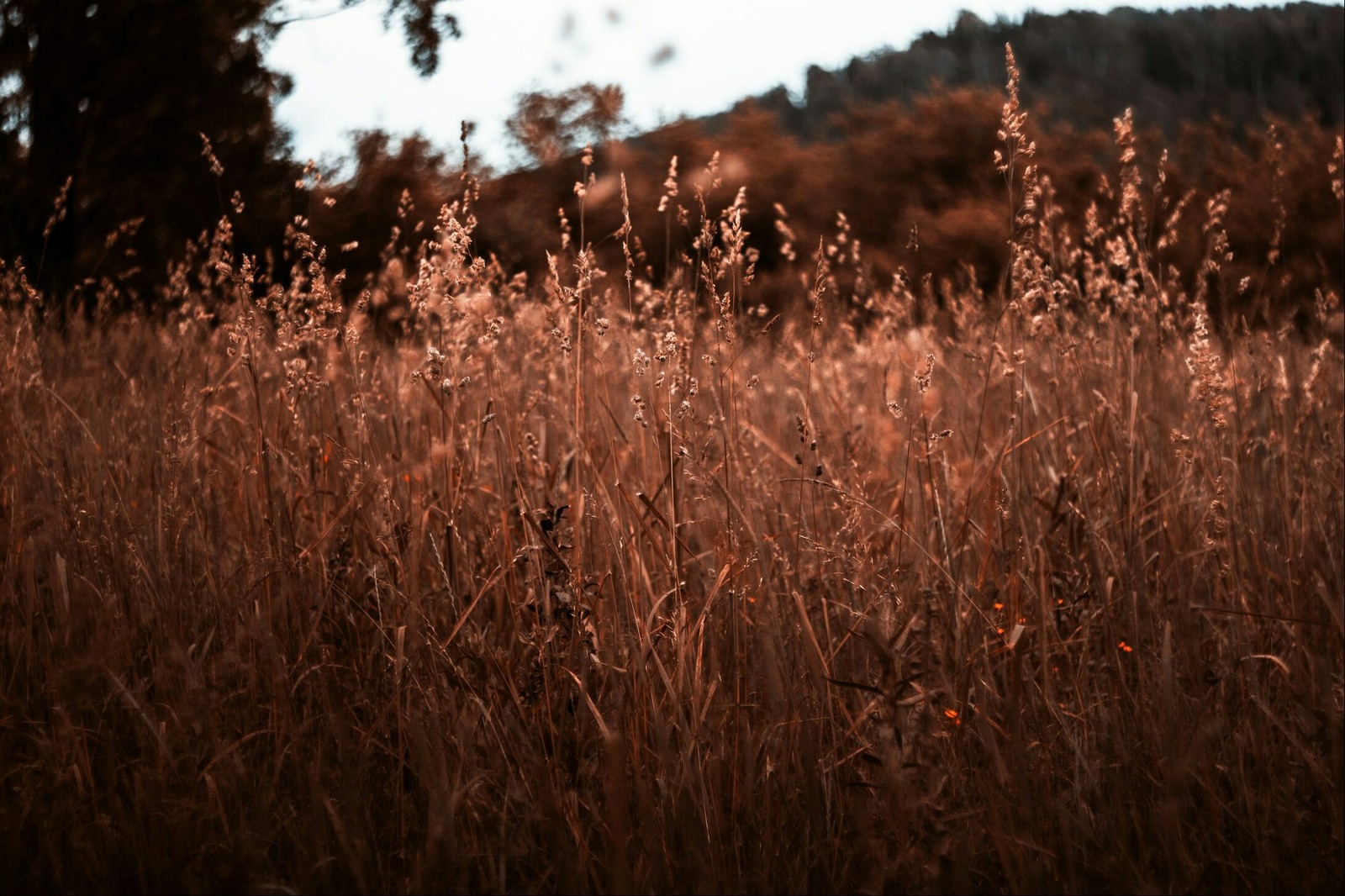 Corners of Russia - My, The photo, Nature, Village, Russia, Longpost