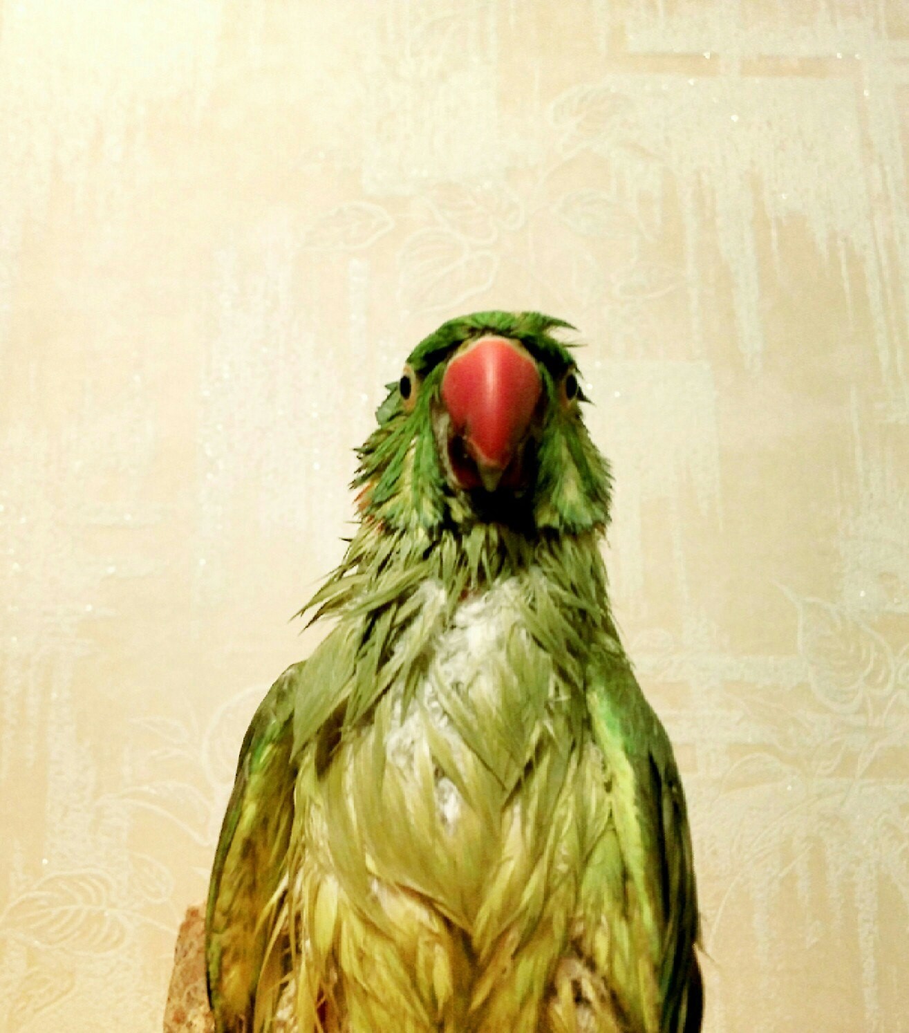 dashing subordinate - My, A parrot, Boss, Reckless, Bosses