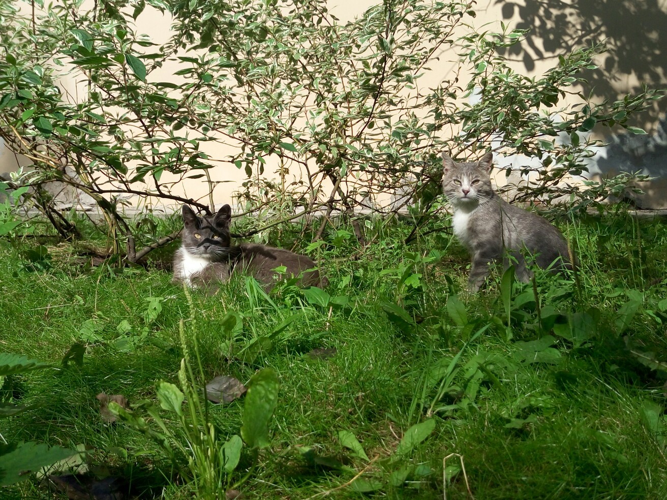 Cats and Cats met on the streets of St. Petersburg :3 - My, cat, Saint Petersburg, The street, Longpost