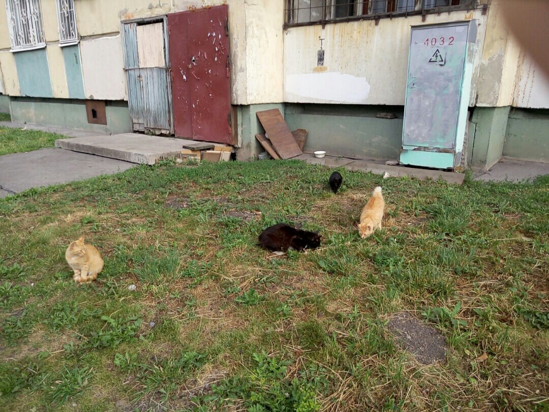 Cats and Cats met on the streets of St. Petersburg :3 - My, cat, Saint Petersburg, The street, Longpost