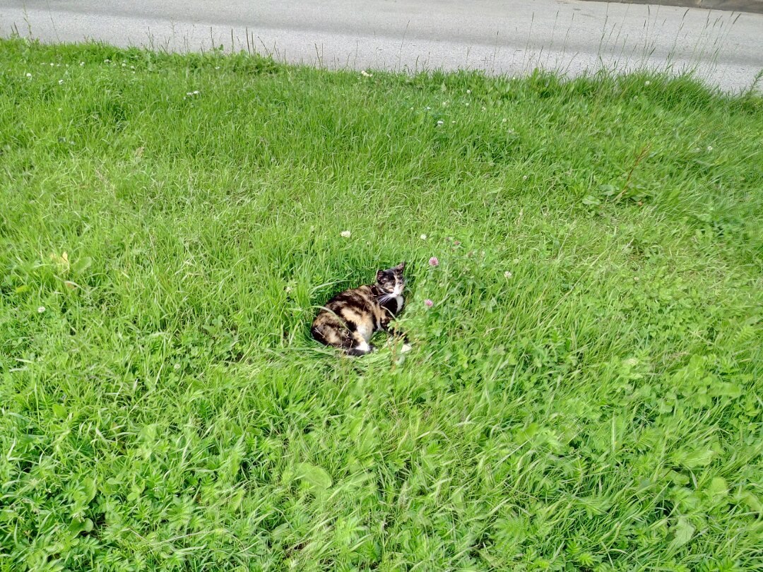 Cats and Cats met on the streets of St. Petersburg :3 - My, cat, Saint Petersburg, The street, Longpost