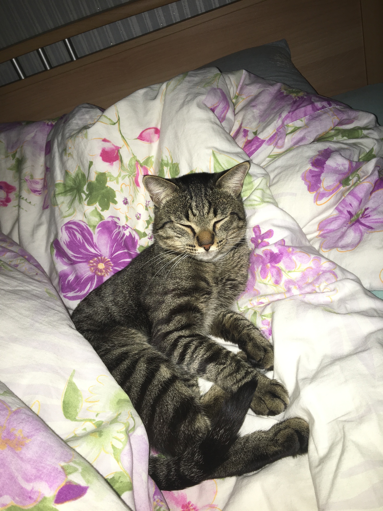 I will give the cat to a new home! - My, Surgut, cat, In good hands, Longpost, No rating