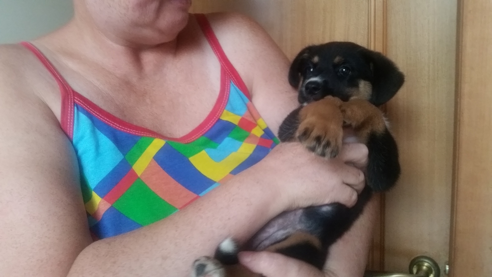 Help house the puppies. Krasnodar. - My, Krasnodar, Animals, In good hands, Longpost, Dog, Puppies