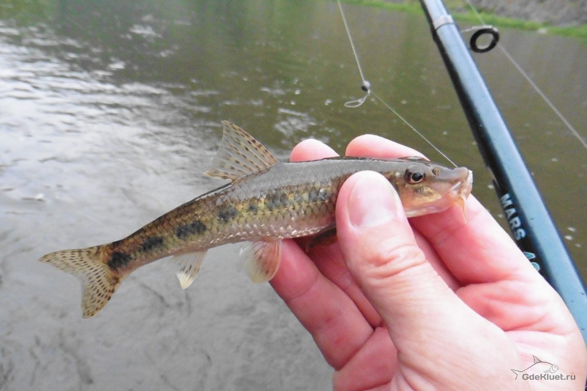 Gudgeon - My, Ocean, Longpost, Gudgeon, A fish