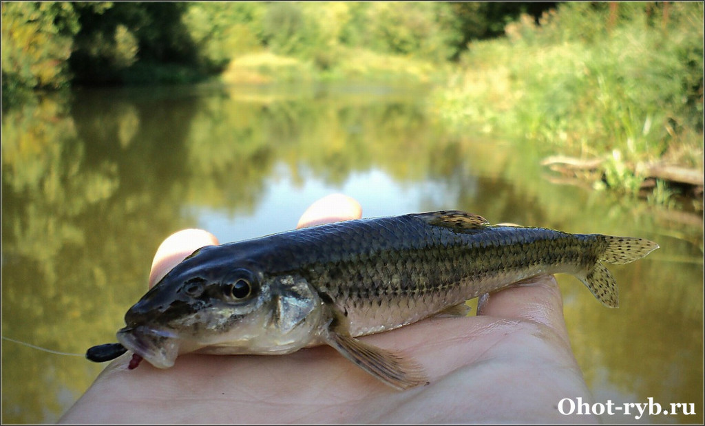 Gudgeon - My, Ocean, Longpost, Gudgeon, A fish