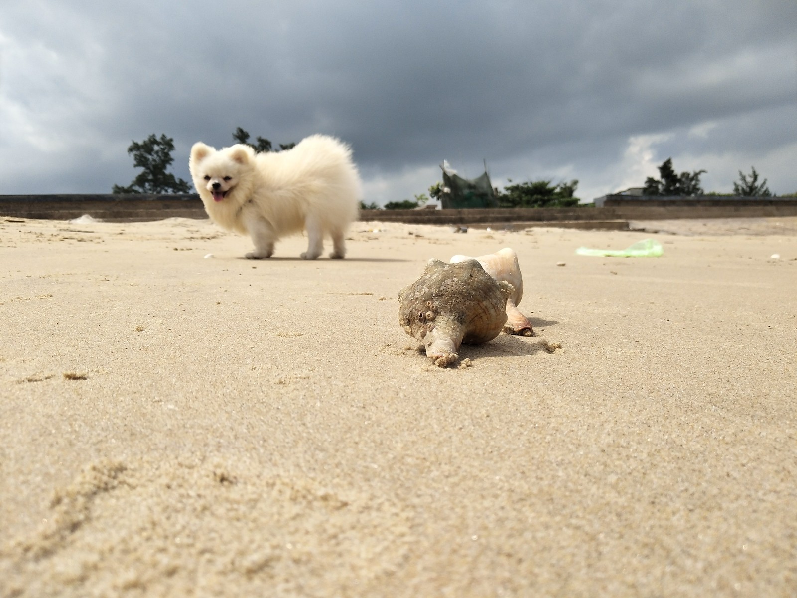 One day of a dog's life in Vietnam - My, Dog, Vietnam, Travels, Longpost