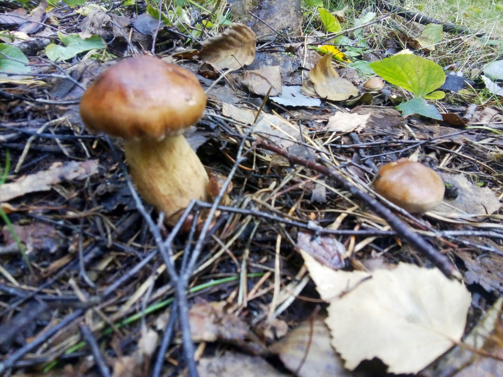 Silent hunt - My, Silent hunt, Mushrooms, Zhytomyr region, Catch, Longpost