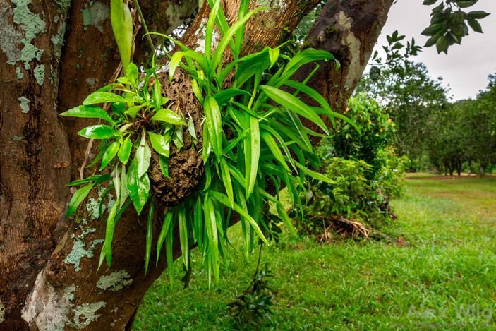 Fijian ants grow their own homes - The science, Biology, Symbiosis, Insects, Plants, Copy-paste, Elementy ru, Longpost